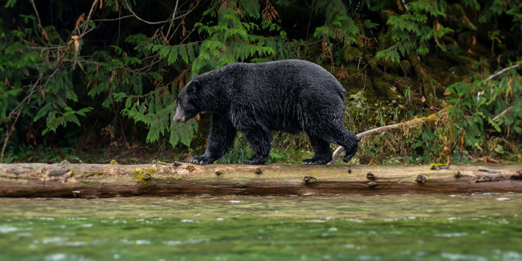 black bear tour tofino