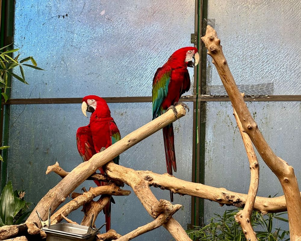 Red macaws at Butterfly Gardens in Brentwood Bay, BC