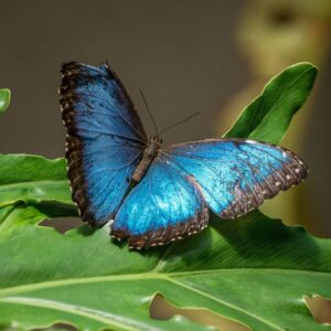 Blue Butterfly at Victoria Butterfly Gardens in Brentwood Bay, BC