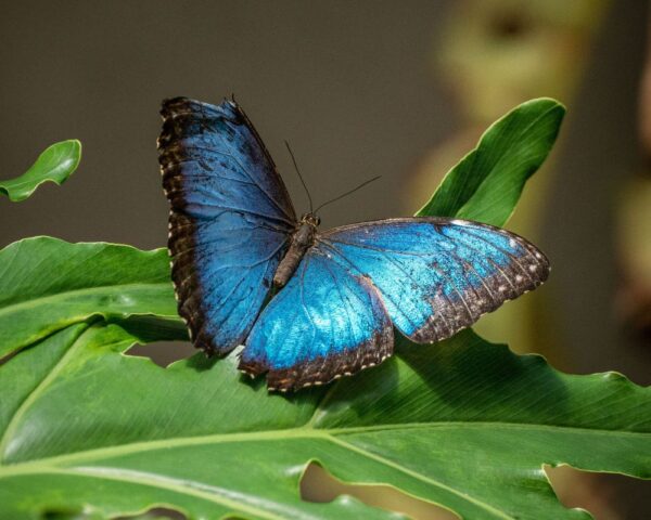 Blue Butterfly at Victoria Butterfly Gardens in Brentwood Bay, BC