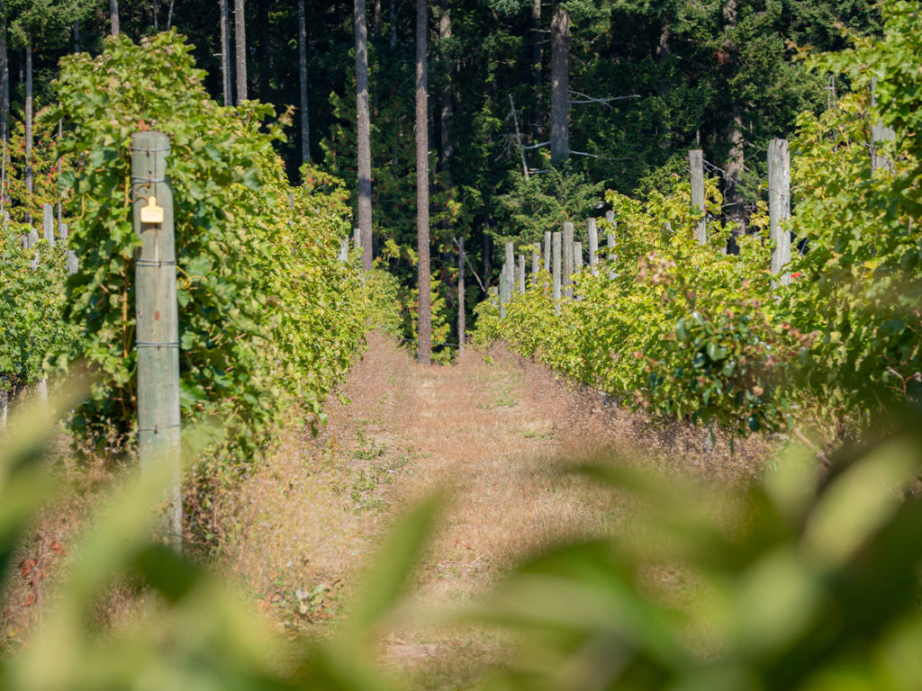 Cowichan Valley Winery