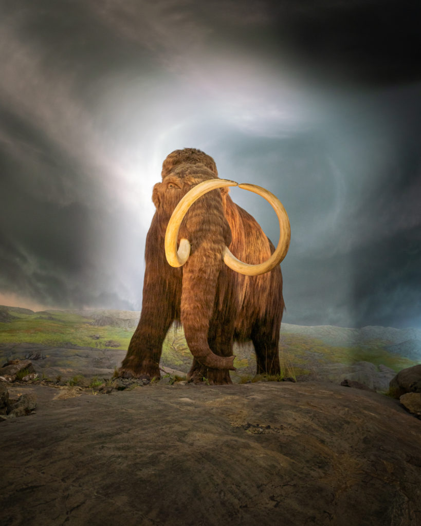 Woolly mammoth at the Royal BC Museumvin Victoria, BC