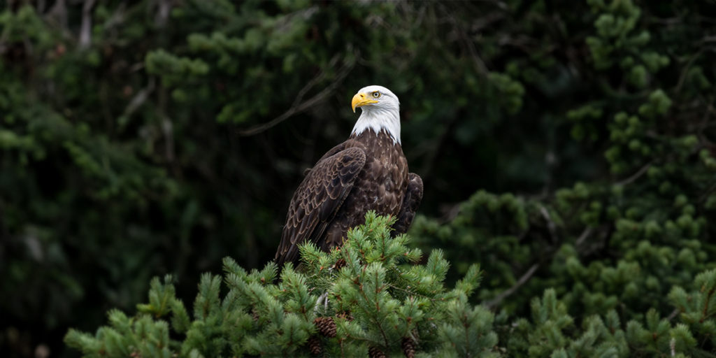 Bird Photography Tour with Jared VanderMeer in 2024