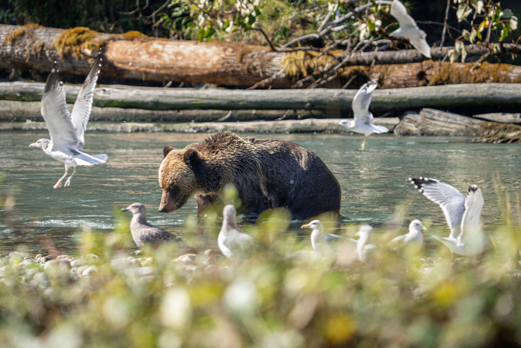 Bear Tours from Vancouver Island