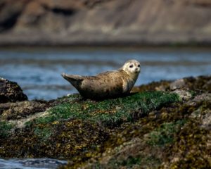 Seal seen on a Prince of Whales tour