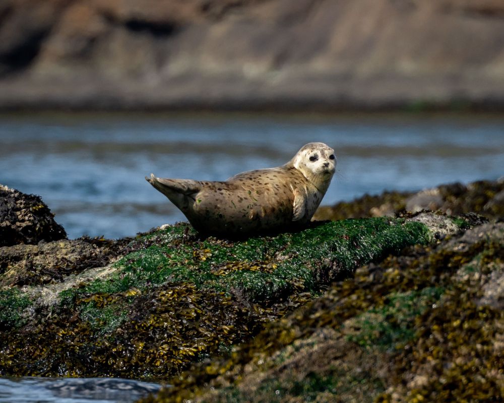 Seal seen on a Prince of Whales tour