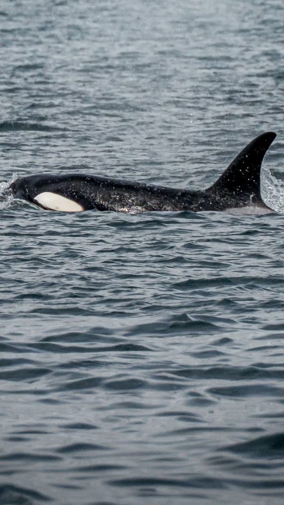 Orca swimming in the Juan de Fuca Straight from Prince of Whales Boat