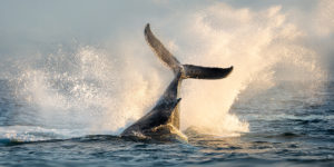 Humpback Whale Tail Flip Photography tour with Jared VanderMeer