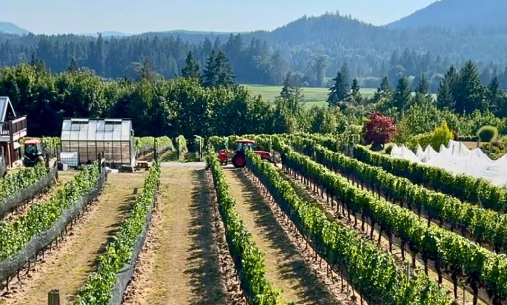 Overlooking the vineyard at Blue Grouse Estate Winery in Cowichan, BC