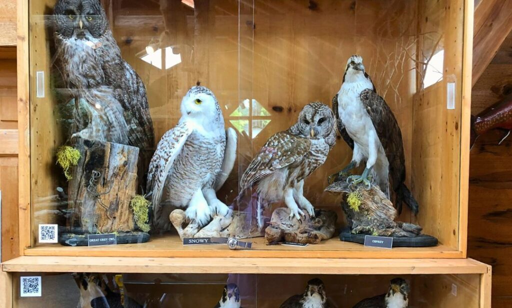 Owl displays at North Island Wildlife Recovery Centre in Parksville, BC