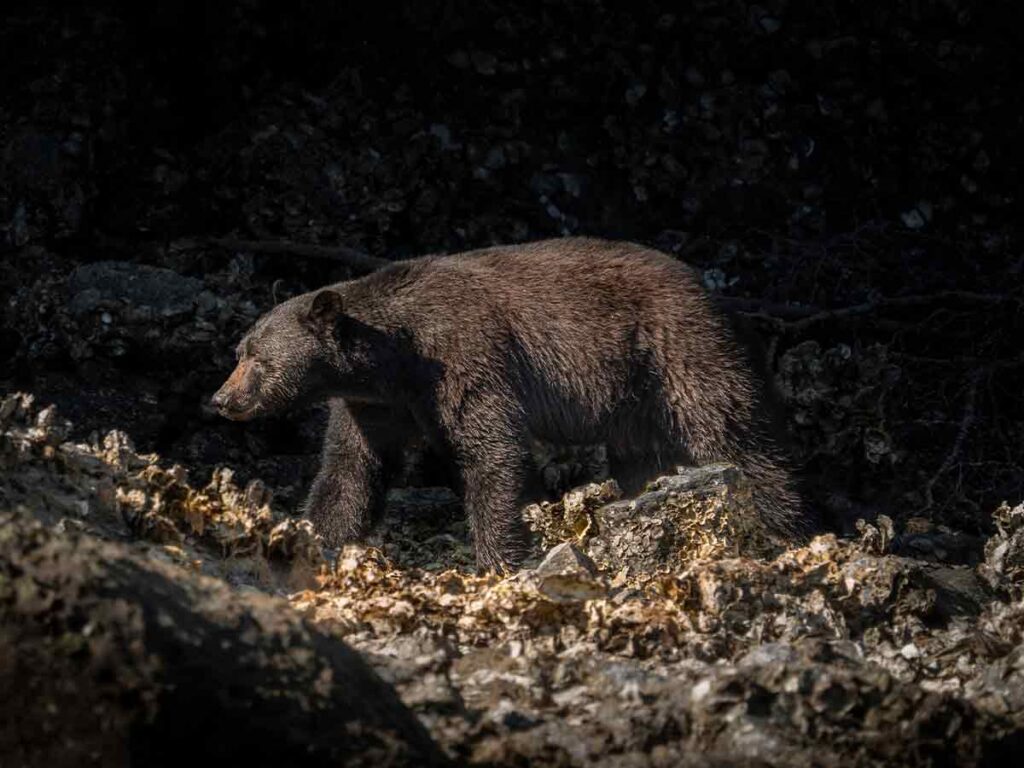 a black bear